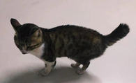 猫咪麒麟尾是什么样的