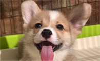 正宗柯基犬价格多少钱一只
