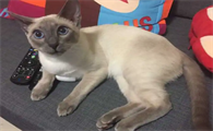 新手养暹罗猫好养吗