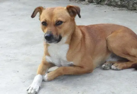 最大的中华田园犬有多大