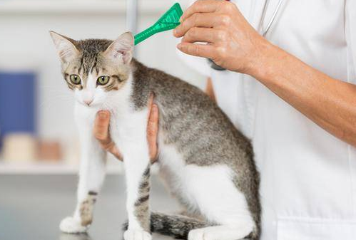 猫咪多大能驱虫?收藏这篇猫咪驱虫必看攻略! 猫咪多大能驱虫?收藏这篇猫咪驱虫必看攻略!