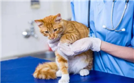 猫绝育以后的注意事项