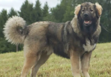 中亚牧羊犬和高加索犬哪个厉害
