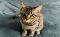 猫粮和狗粮可以互吃吗