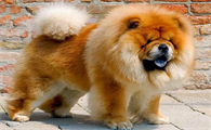 松狮犬的5大优点