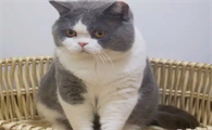怎么看英短蓝白纯不纯种
