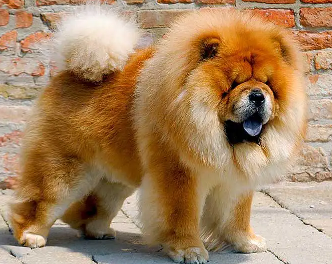 松狮犬的5大优点 松狮犬的5大优点