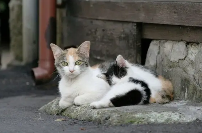 适合喂流浪猫的便宜猫粮 适合喂流浪猫的便宜猫粮