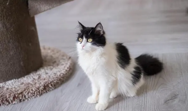 猫咪身体一直发抖是怎么回事 猫咪身体一直发抖是怎么回事
