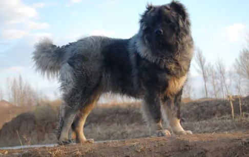 成年高加索犬能长多大