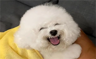 比熊有泪痕该怎么处理好
