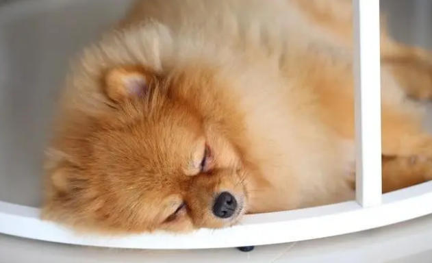 狗狗犬瘟热自己怎么治疗 狗狗犬瘟热自己怎么治疗