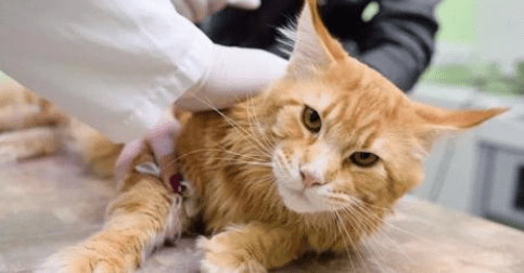 猫鼻支会传染给其他猫嘛 猫鼻支会传染给其他猫嘛
