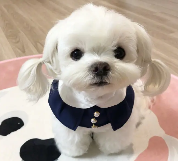 马尔济斯最大能长多大
