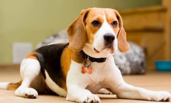 养一只比格猎犬一个月开销多少