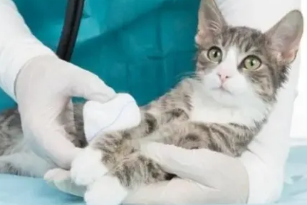 小猫抽搐时该怎么救它 小猫抽搐时该怎么救它