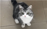 十大最适合新手养的猫