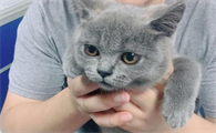 英短蓝猫掉毛严重吗