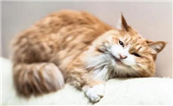 猫得了传腹会传染给狗吗