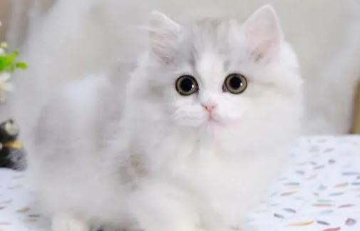 拿破仑猫与英短的区别