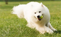 养一只萨摩耶犬一个月开销多少