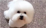 比熊鼻子干怎么回事