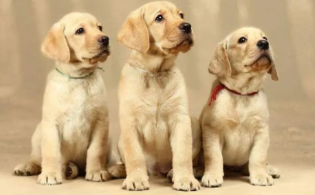 拉布拉多有小型犬吗 拉布拉多有小型犬吗