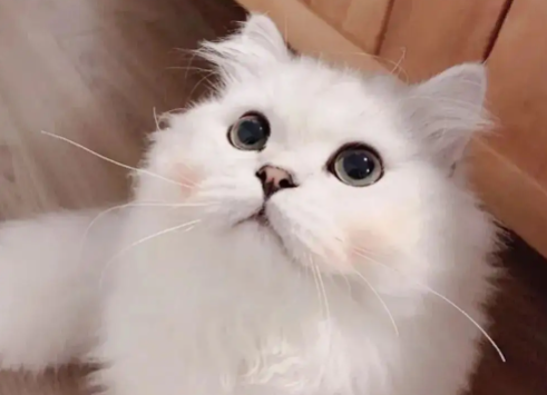 猫咪一直发抖是为什么