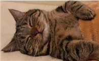 把猫关在门外睡他会不开心吗