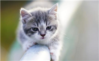 小猫翻肠子的症状怎么办