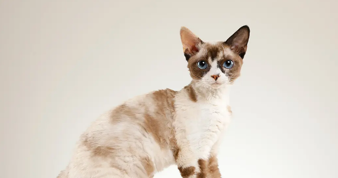 德文卷毛猫为什么不建议买 德文卷毛猫为什么不建议买