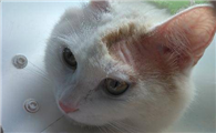 猫咪秃了一块但是皮肤干净没有挠