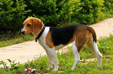 柴犬属于攻击性强的狗吗