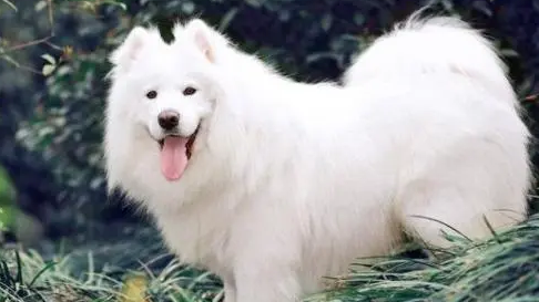 萨摩耶犬瘟热的症状有哪些