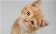 猫乳头周围有黑色的小点点是什么