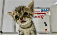 猫咪需要补钙吗怎么补