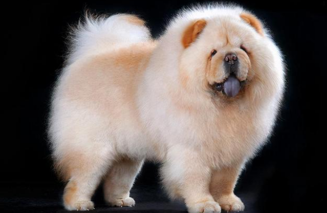 松狮犬都有什么颜色 松狮犬都有什么颜色