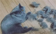 猫脱毛很严重怎么办呢