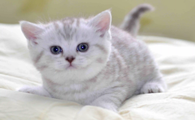 猫的肚子很大很鼓还是软的怎么回事