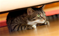猫突然变得亢奋乱跑是不是狂犬病