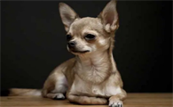 吉娃娃和小鹿犬的区别