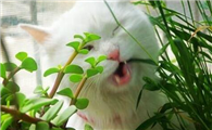 猫咪吃草是什么原因引起的