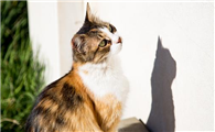 猫咪能直接吃三文鱼吗