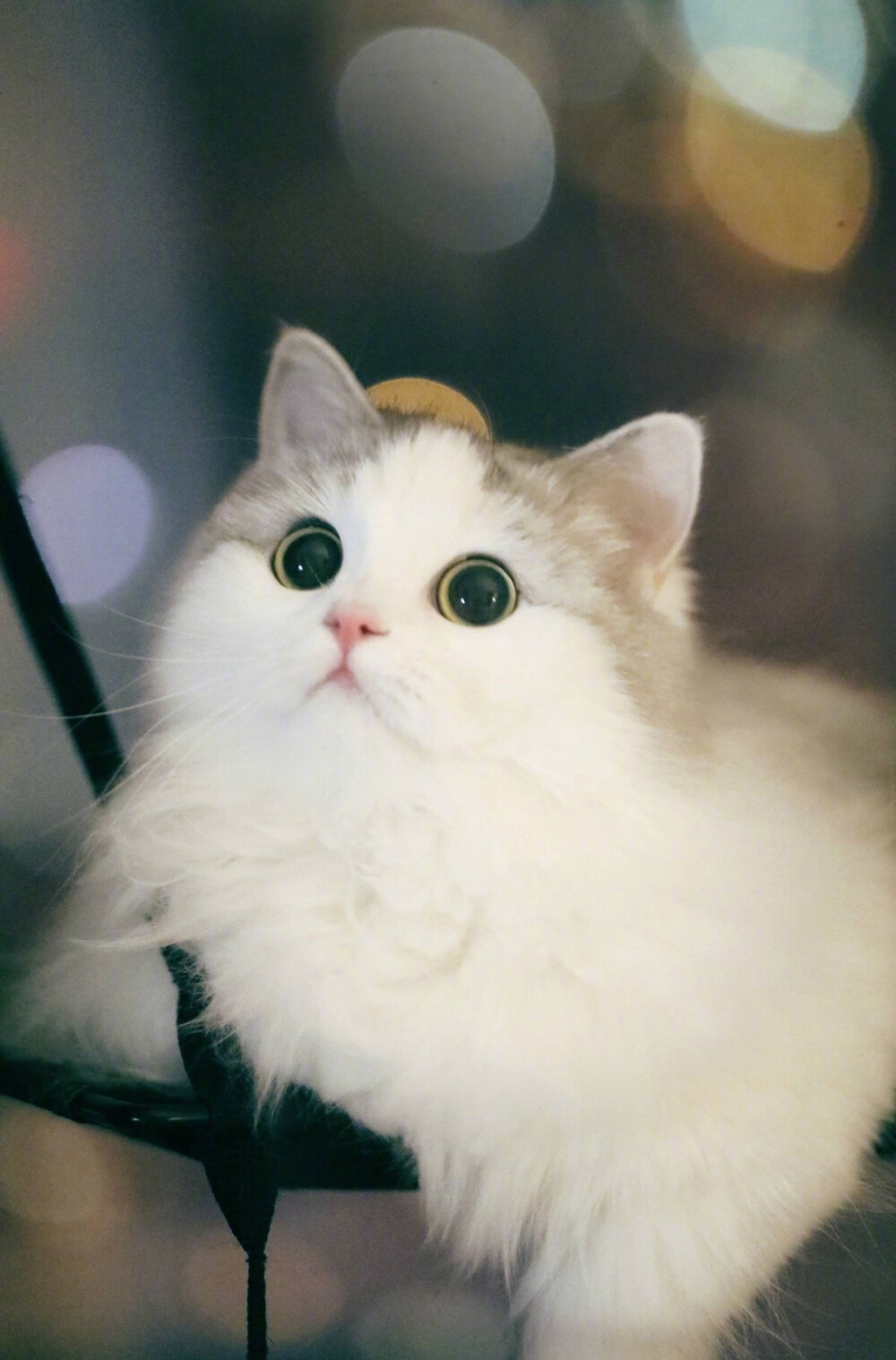 猫咪有只眼睛不太能睁开还流眼泪为什么