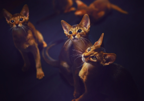 阿比西尼亚猫哪个色最贵