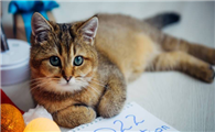 猫咪感冒能自己痊愈吗
