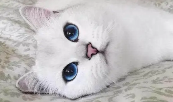 猫可以吃奶油面包吗 猫可以吃奶油面包吗