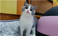 英短蓝白矮脚猫多少钱一只