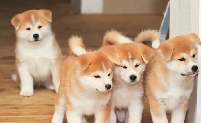 黑色秋田犬幼崽多少钱一只