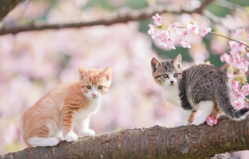 猫生孩子会自己处理吗